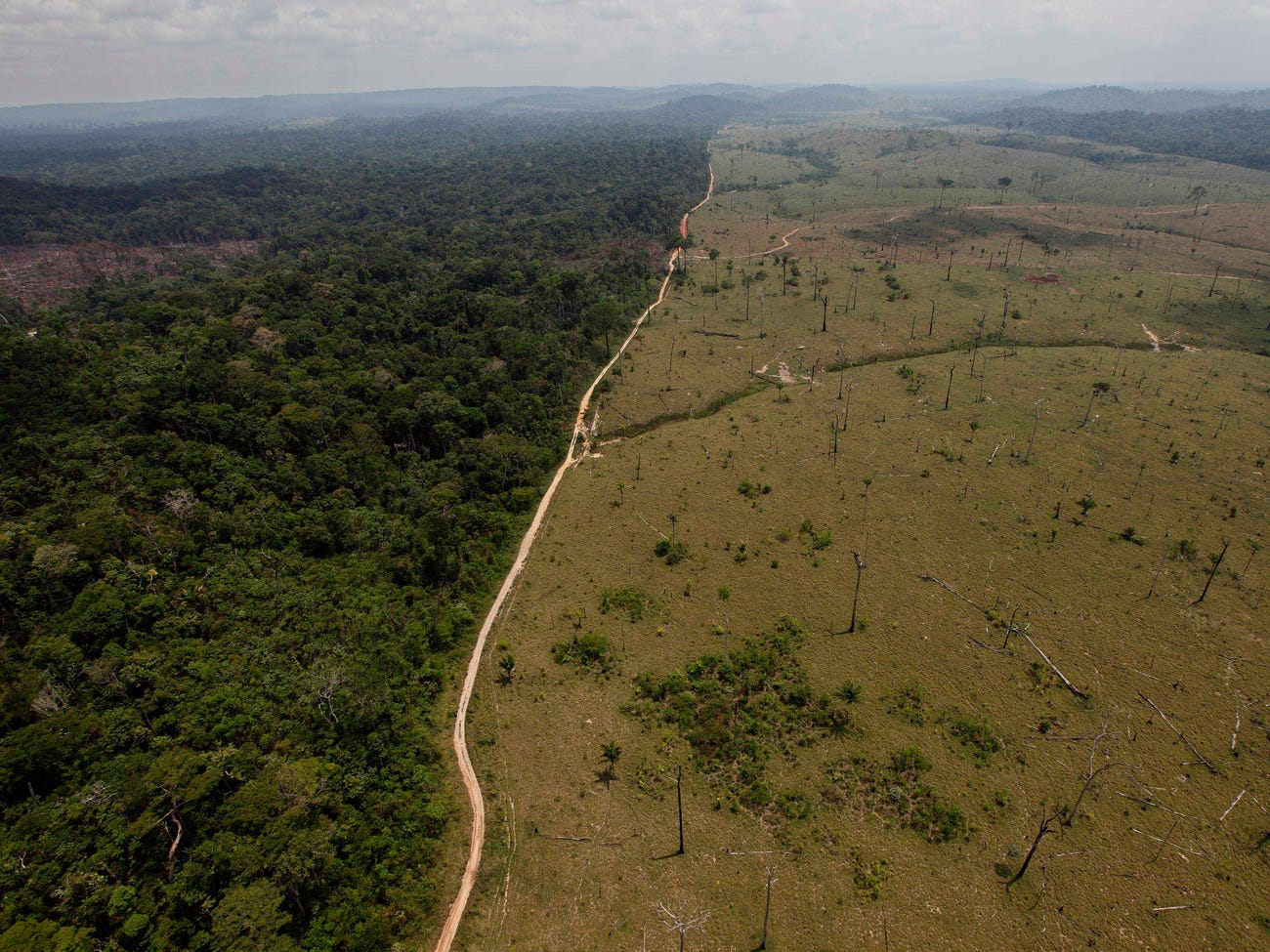 deforestation-forest-degradation-and-climate-change-desmog